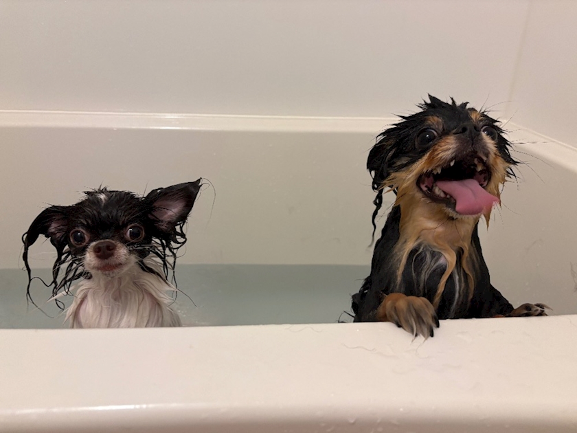 Lu's Luxe Lounge日記1525081