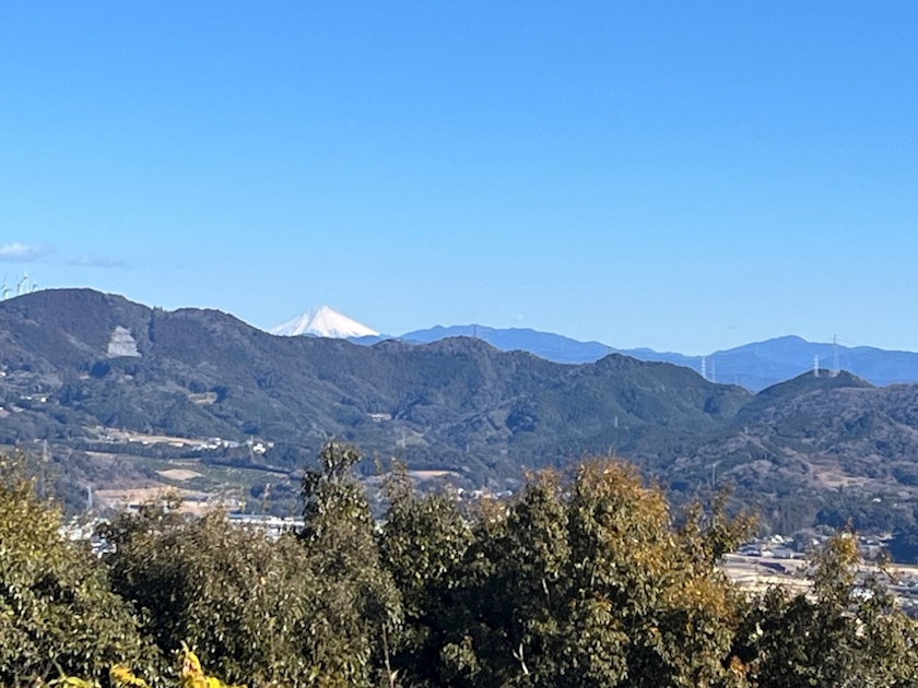 一条 葵
