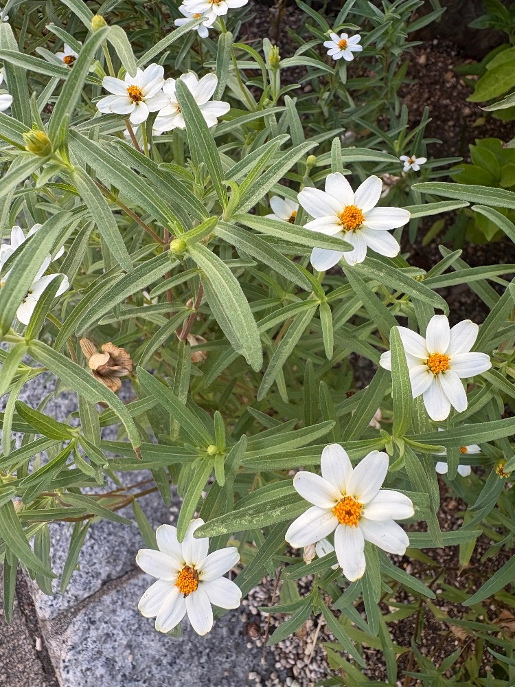 CLUB ONE CHAN 梅田堂山店日記1477405