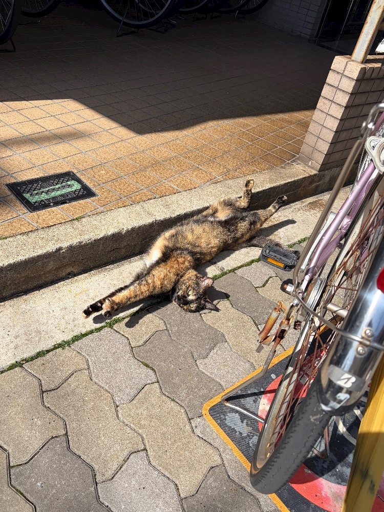 CLUB ONE CHAN -ミナミ宗右衛門町店-日記1605812