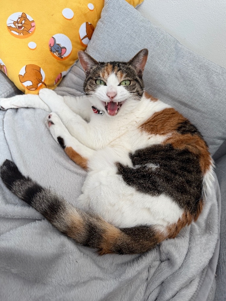 一条 葵
