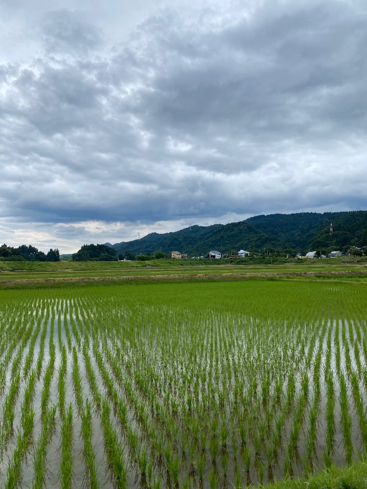 一条 葵