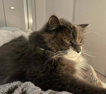 . . . イケぼさ猫小･･･