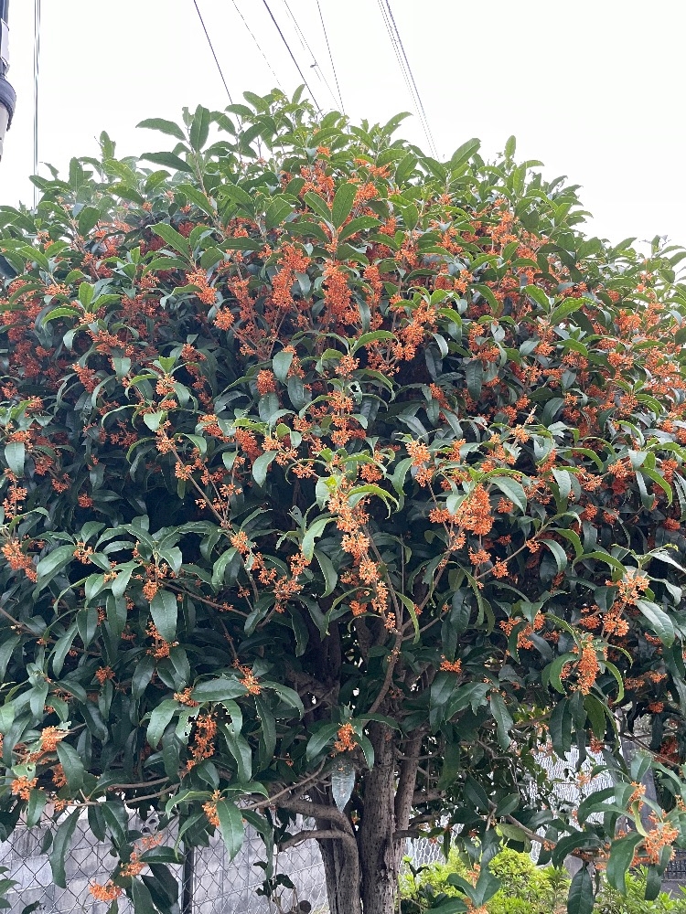一条 葵