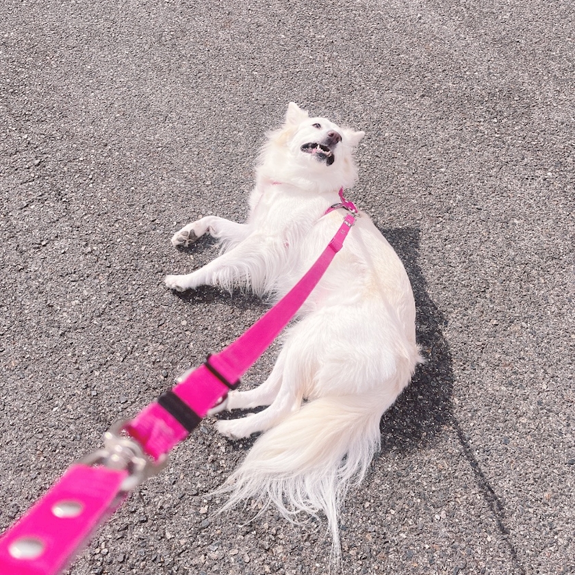 クラブグリム・小牧店日記1513176