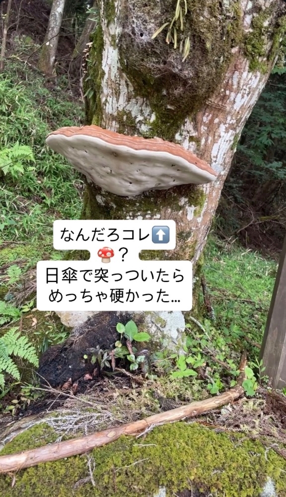 2026/08/22     高野山へお出かけʕ•ᴥ•ʔ