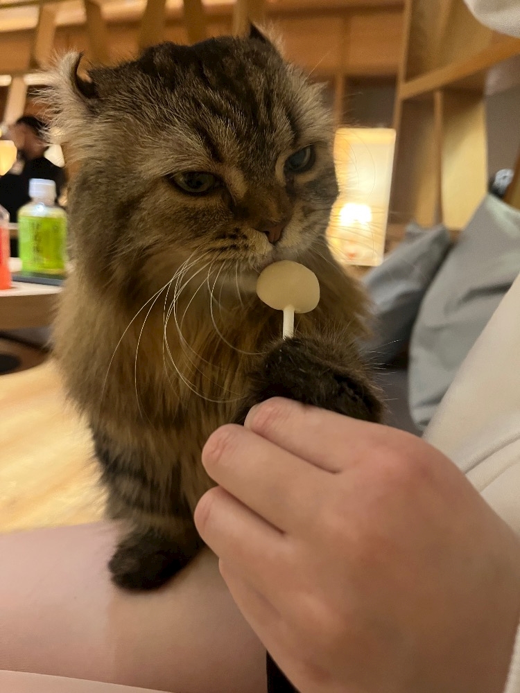 コンセプトカフェ えんじぇる日記1549632