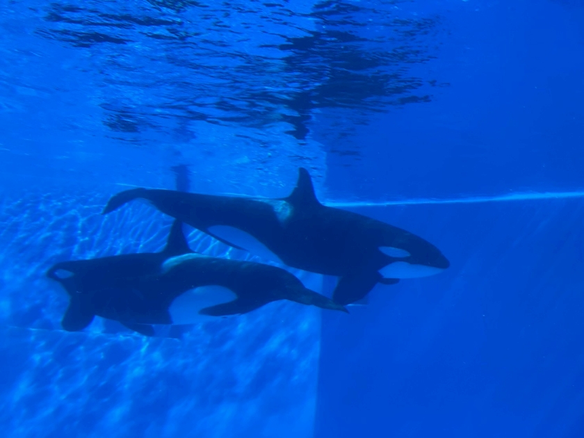 一条 葵