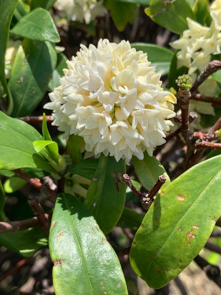 CLUB ONE CHAN -ミナミ心斎橋店-日記1631368