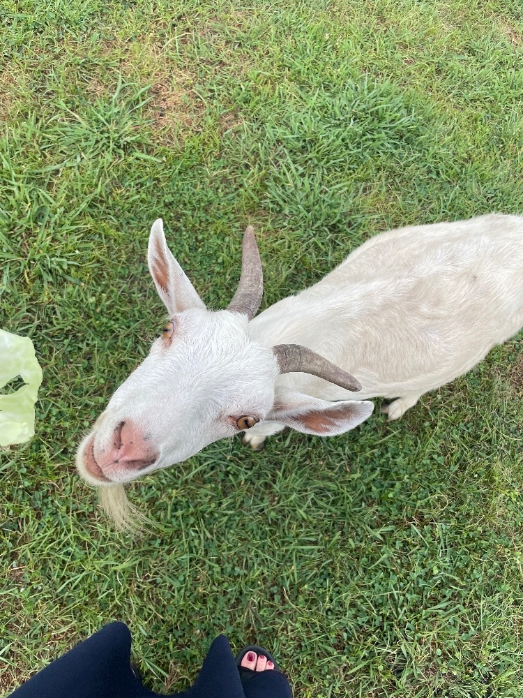 動物に癒される。