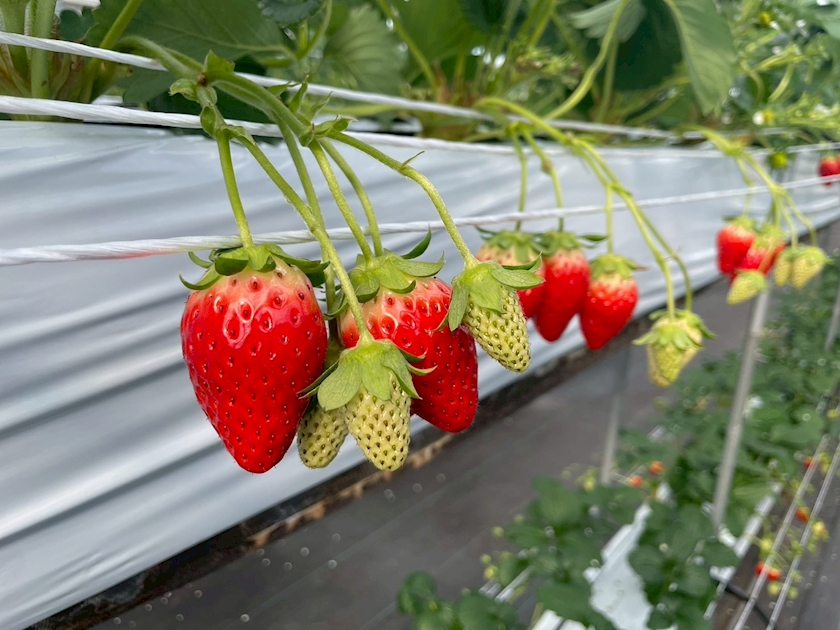 CLUB HANAN 守山店日記1573517