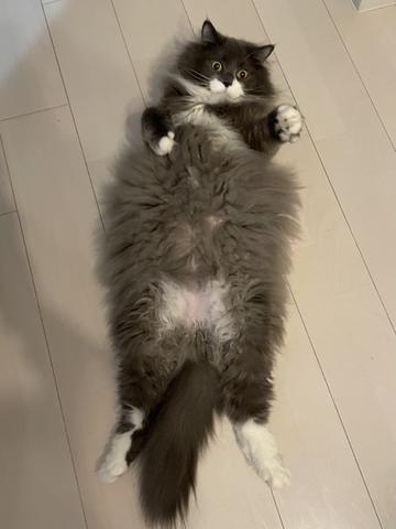 腹肉ﾄﾞｽｺｲ