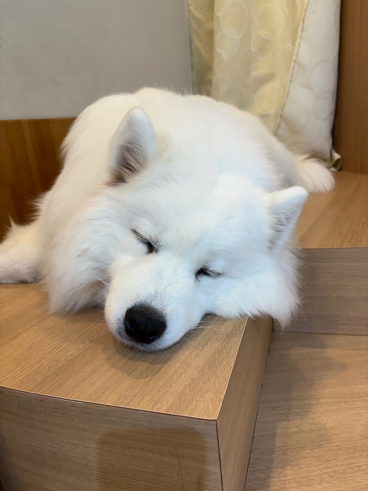 はちみつくろーばー日記1771151