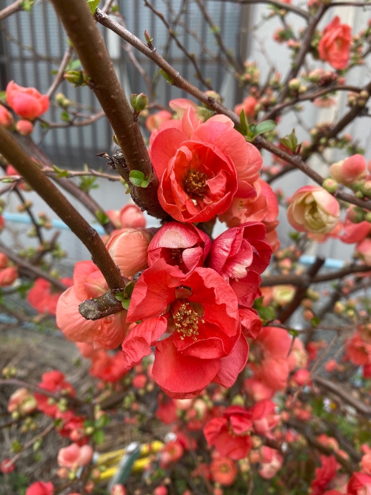 CLUB ONE CHAN -ミナミ宗右衛門町店-日記1622447