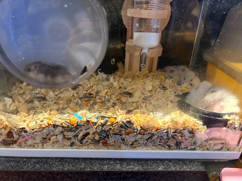 WISTERIA日記1641392