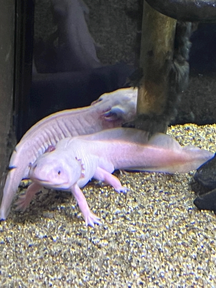 一条 葵