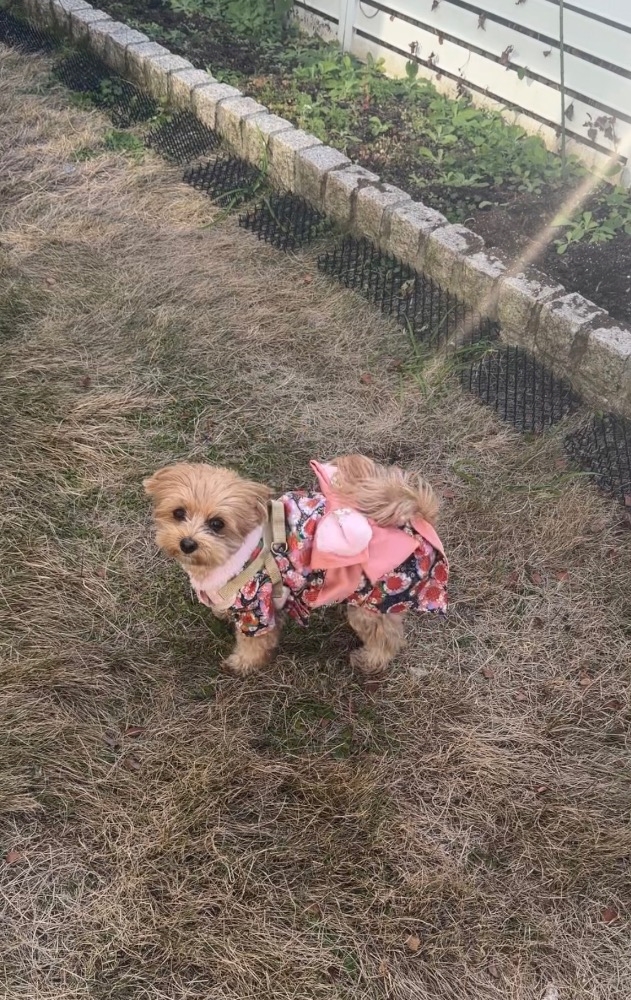 Vivienne日記1562163