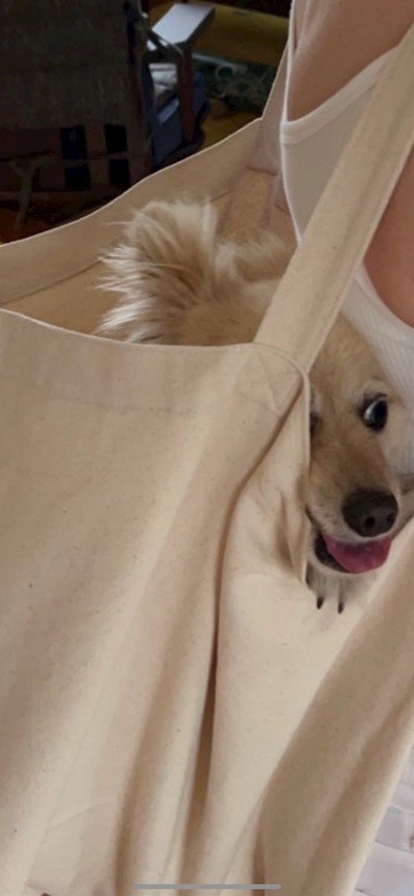 いっっっっっっっぬ