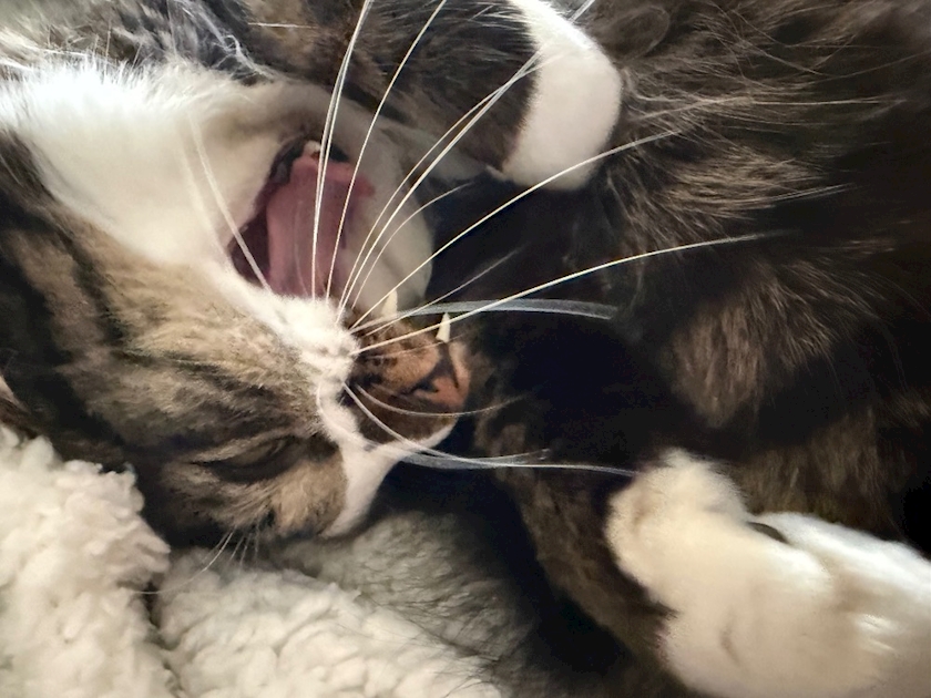 CONTINENTAL CLUB日記1512139