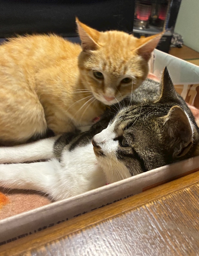 non-non日記1627170