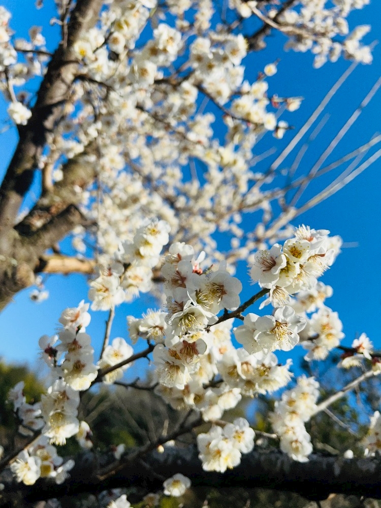 ガールズカフェ orange日記1618257