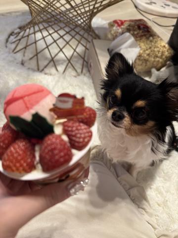 Premier日記1559521