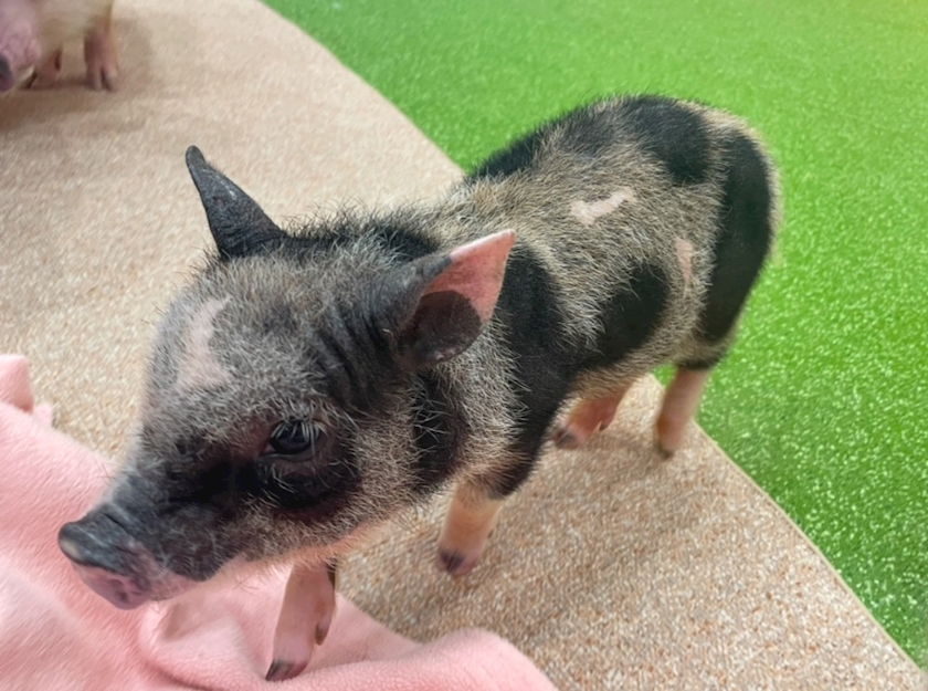 愛くるしい🐖🐖🐖