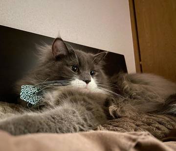 LINEのタイムライン、･･･