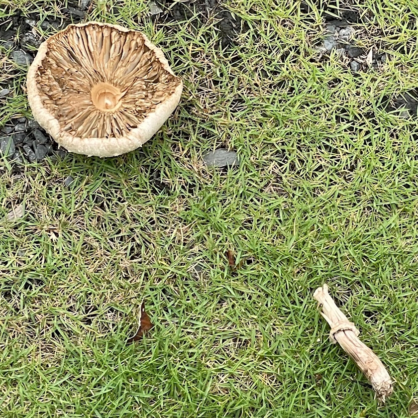 道端にきのこ🍄‍🟫