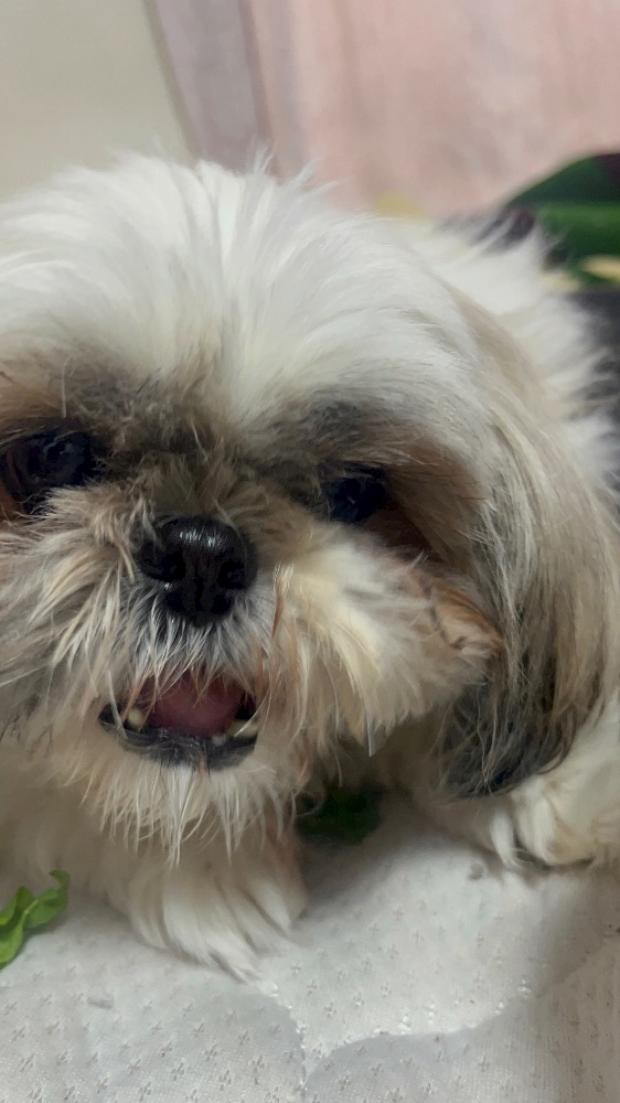 かんわいいねぇ🐶💓