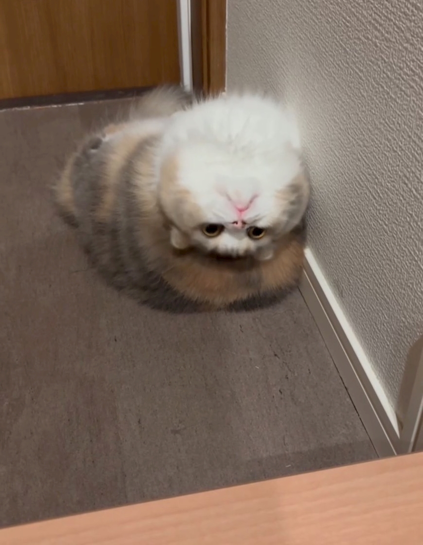 一条 葵