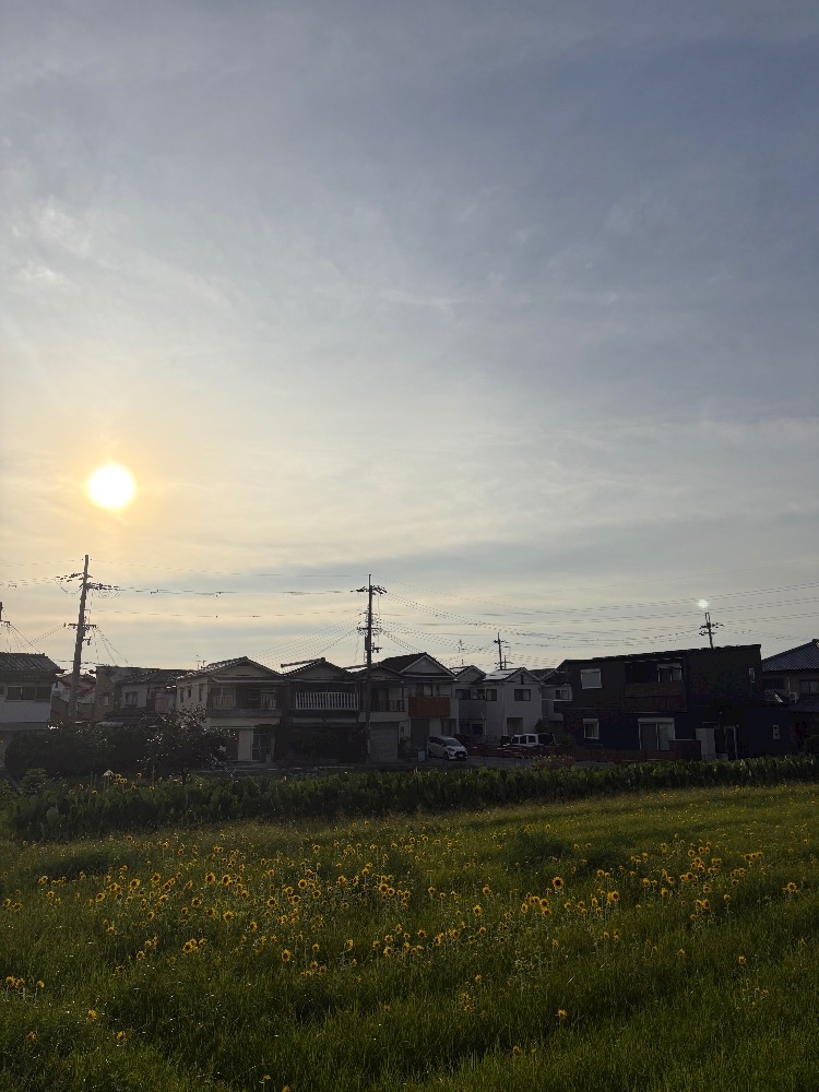 一条 葵