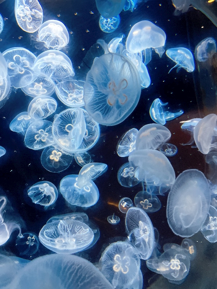 大人になってからの水族館