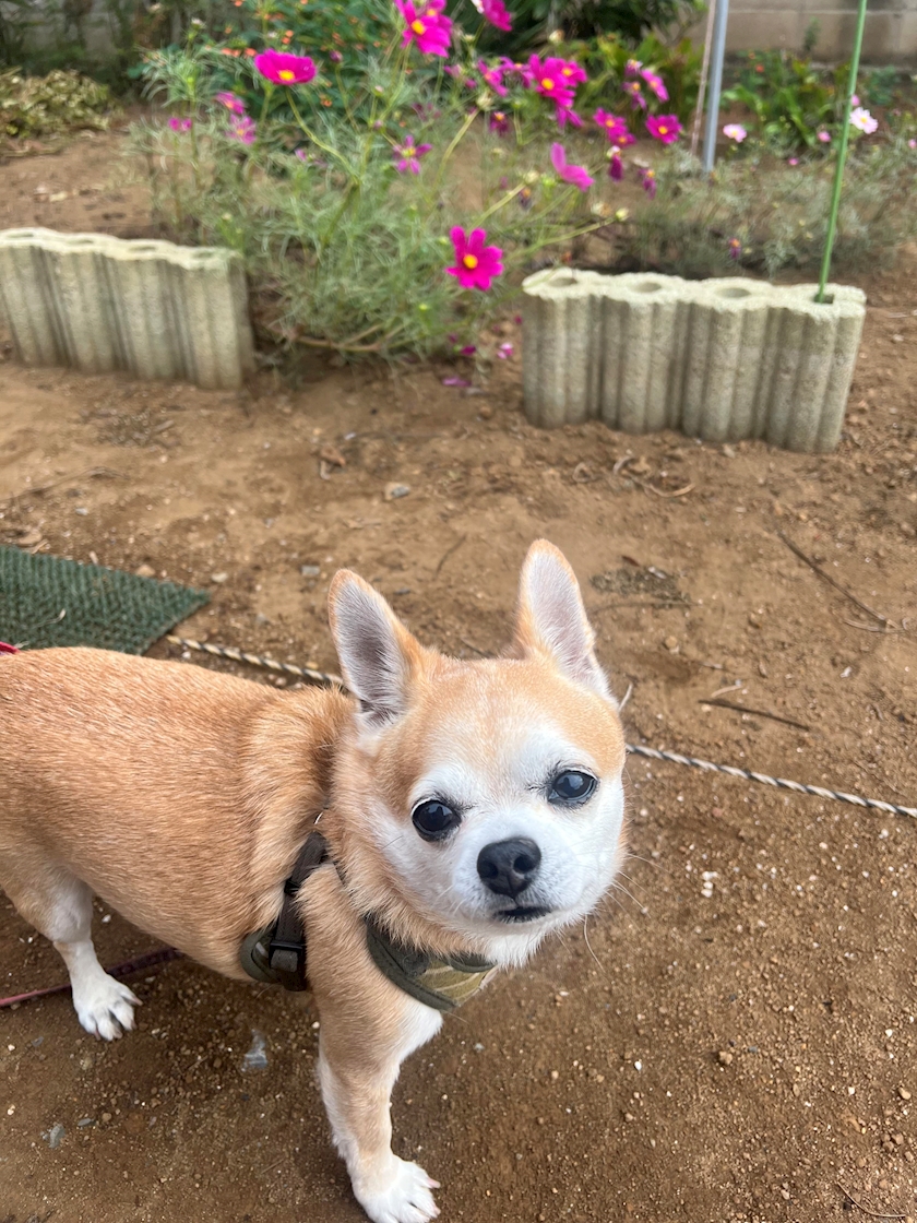 LP TOKYO日記1510916