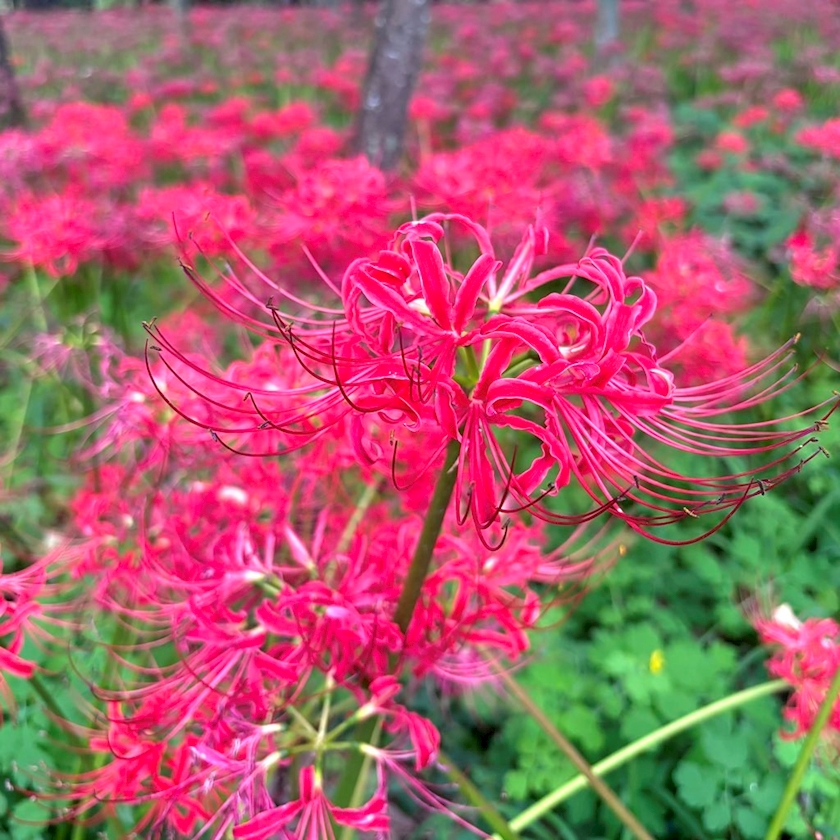 non-non日記1482709