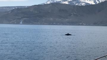 ジョーズじゃないよ