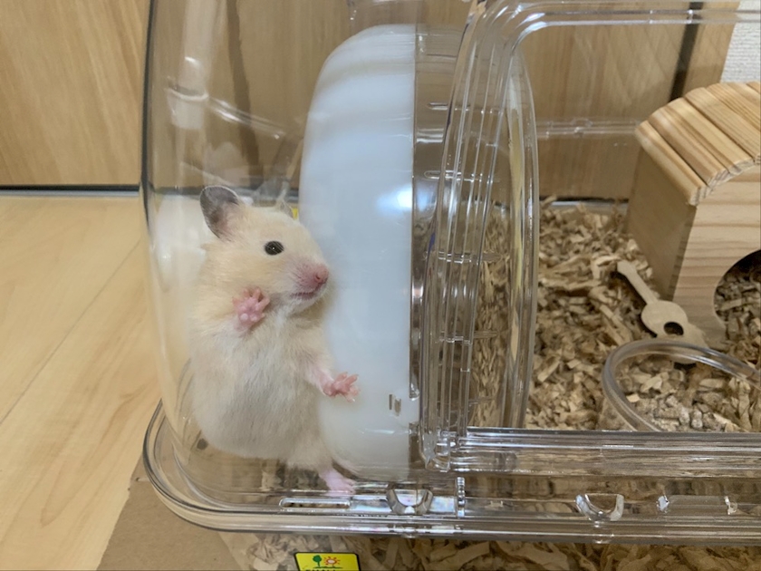 NADESHIKO日記708831