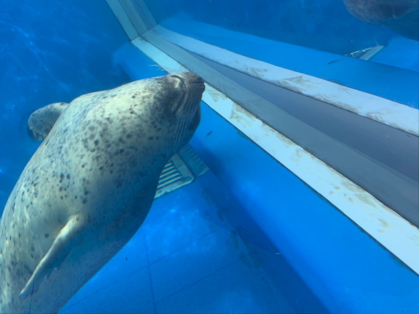 NADESHIKO日記702674