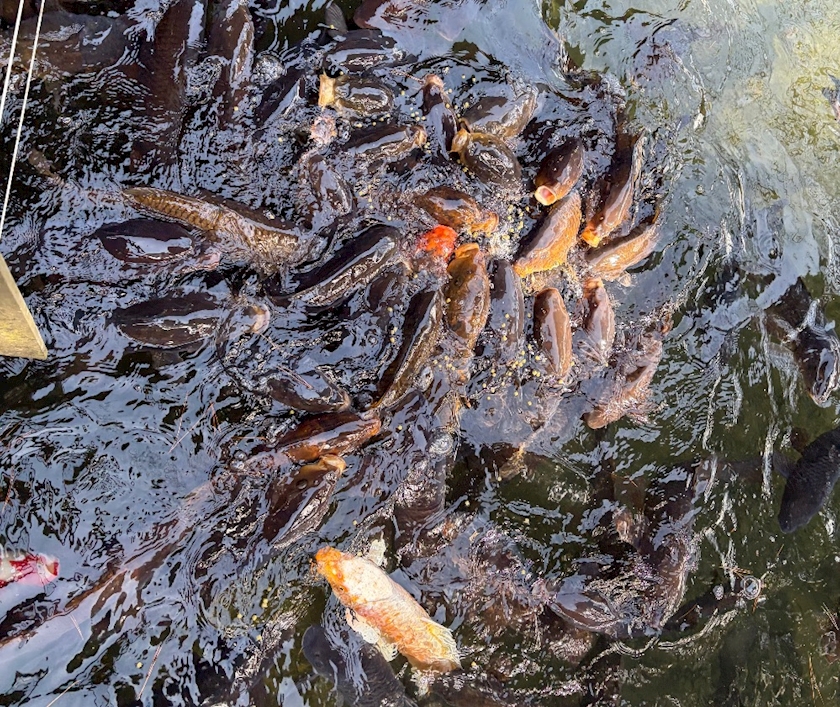 WISTERIA日記1624350