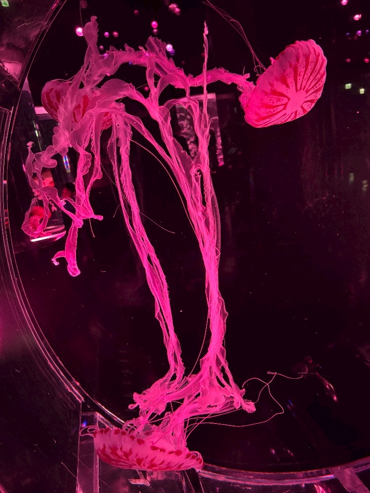 7up grande日記1629788