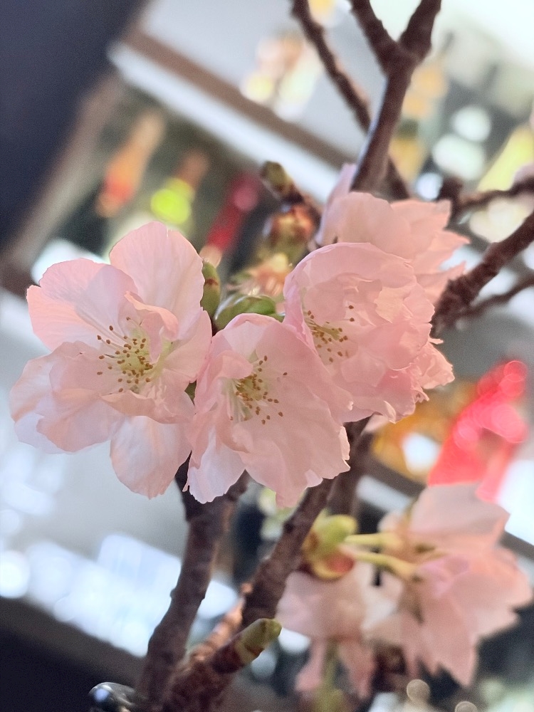 LOUNGE オースリー日記1630685