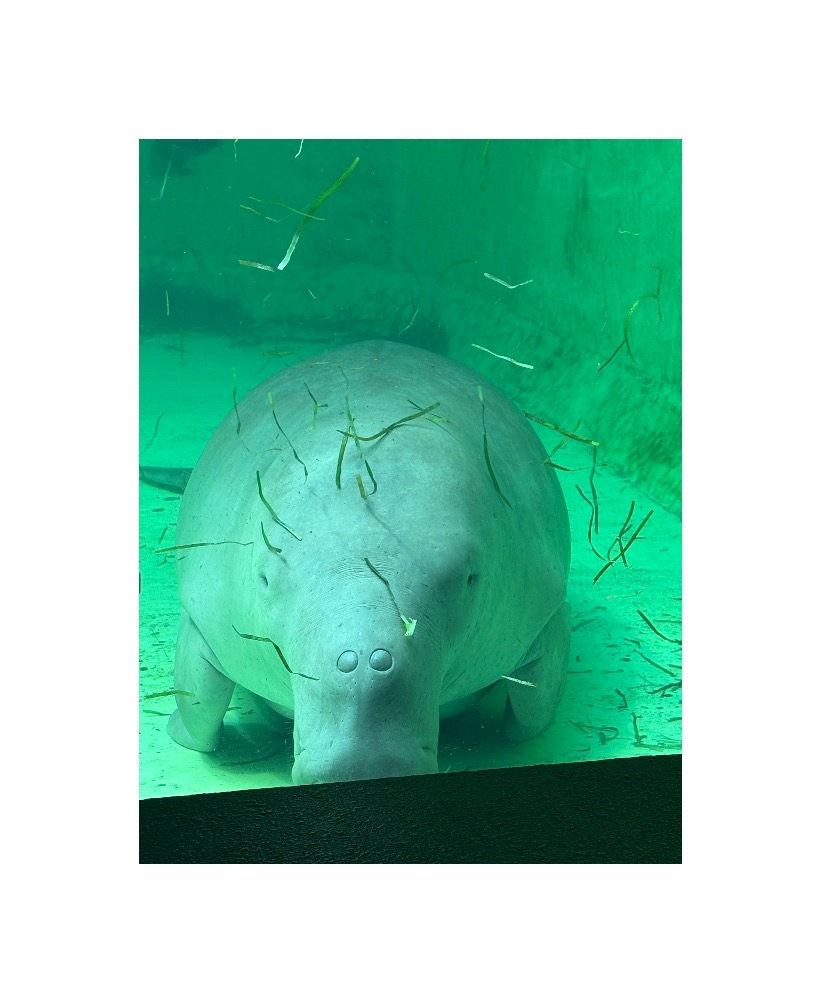 一条 葵