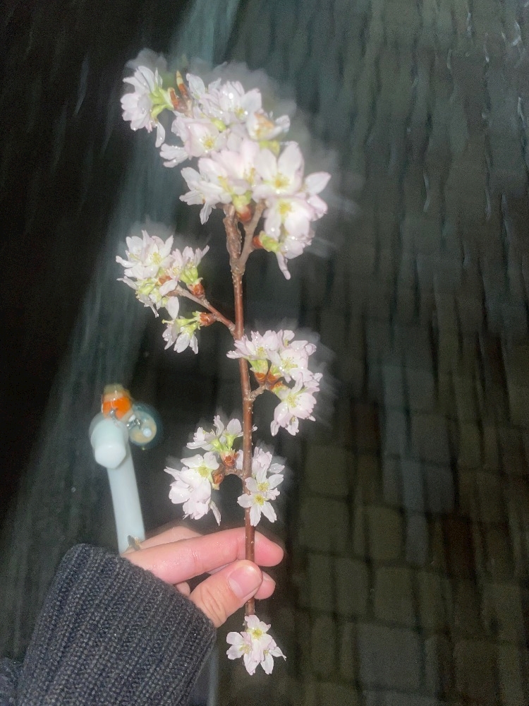 ミサ