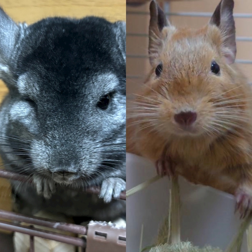 NIGHT CLUB HALO 天文館日記1094024