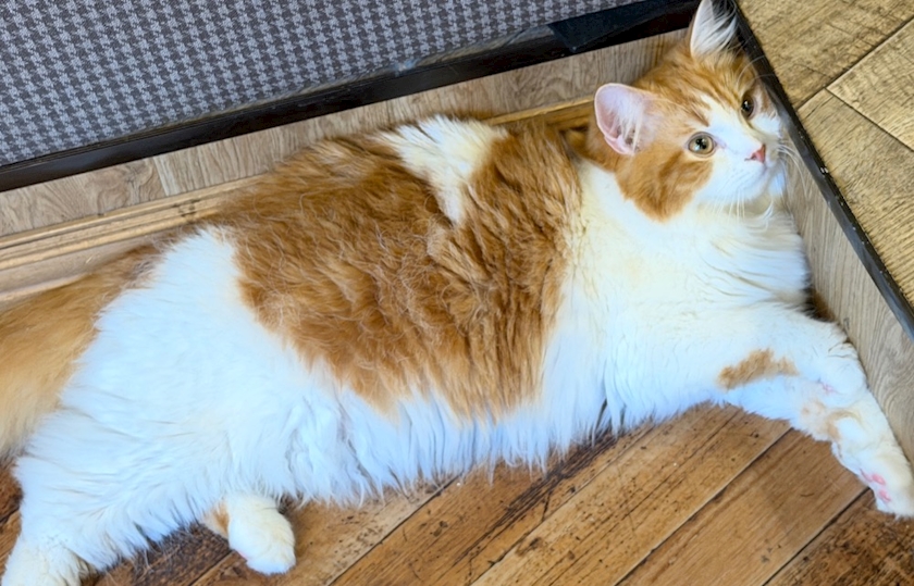 non-non日記1647262