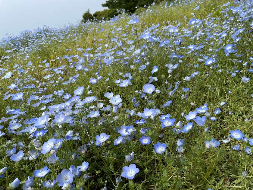 THE Velours日記684918