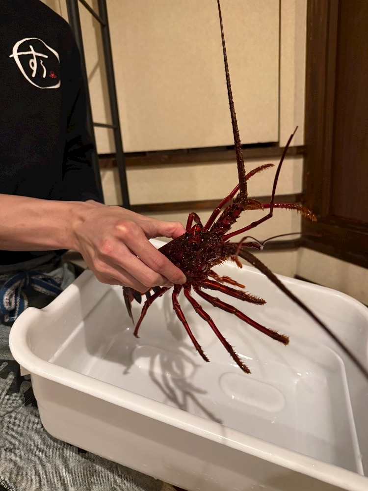 一条 葵