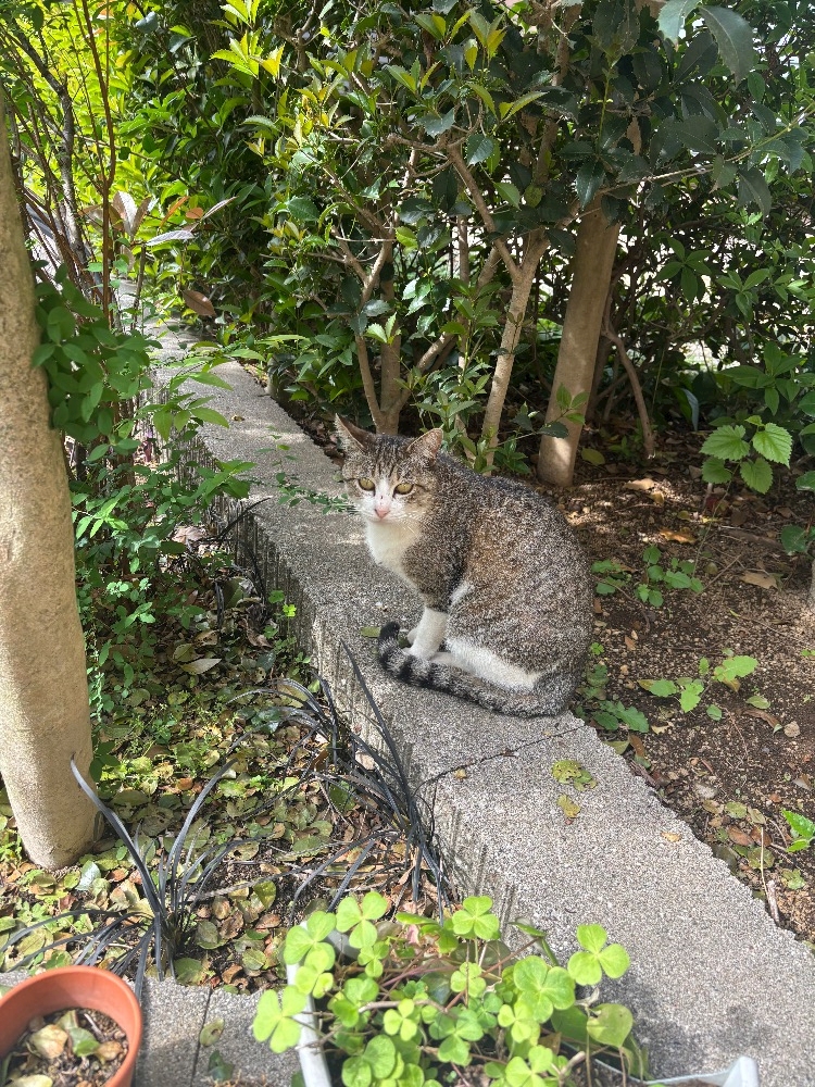 一条 葵