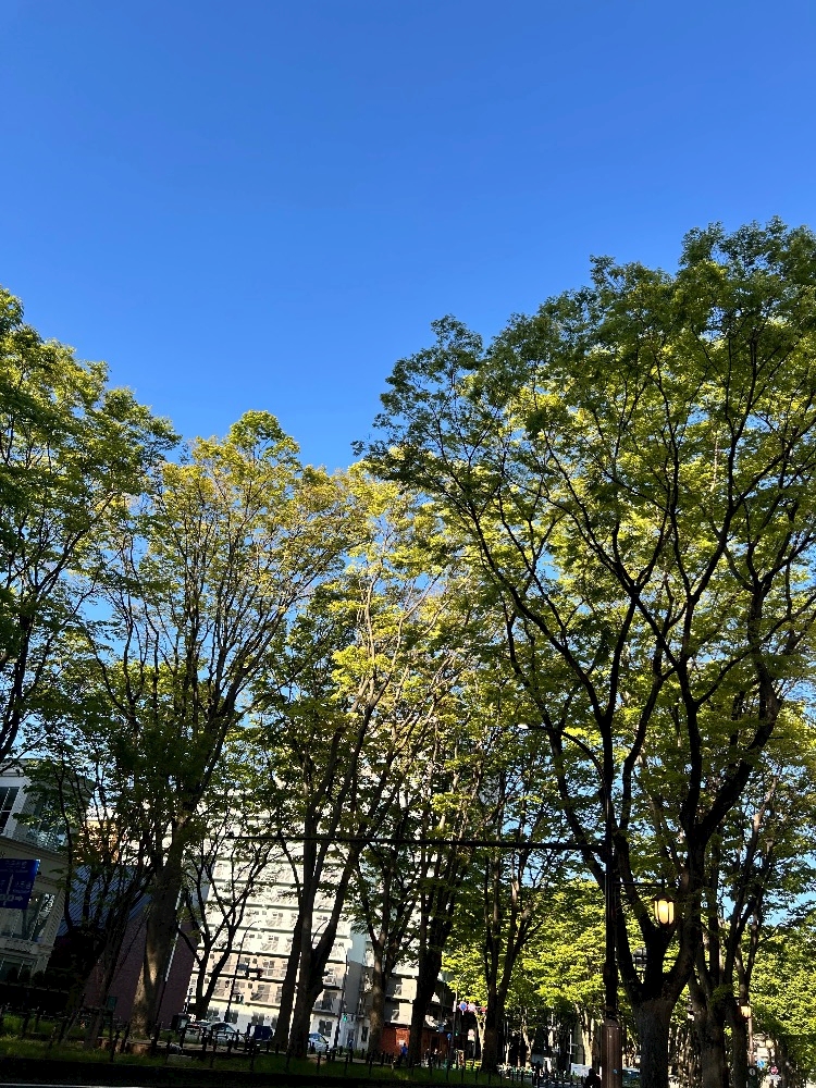 一条 葵