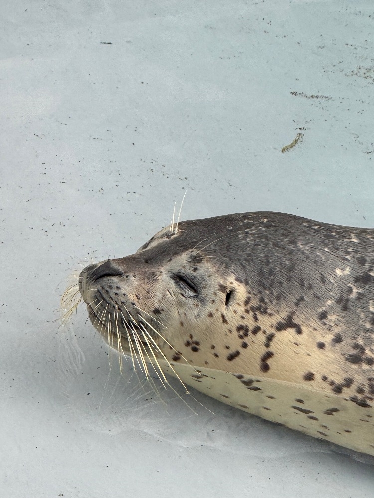 brand new.日記1514317